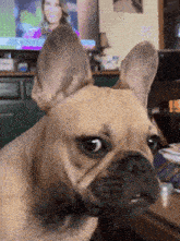 a close up of a french bulldog looking at the camera with a tv in the background