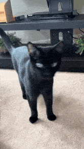 Black Cat Cat Meme GIF - Black Cat Cat Meme Cat GIFs
