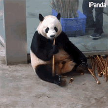 吃东西 竹子 GIF - 吃东西 竹子 熊猫 GIFs