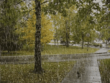 Raining Trees GIF - Raining Rain Trees GIFs