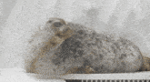 Seal Seals GIF