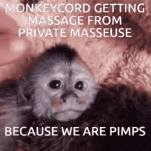 Monkeycord Massage GIF - Monkeycord Monkey Massage GIFs