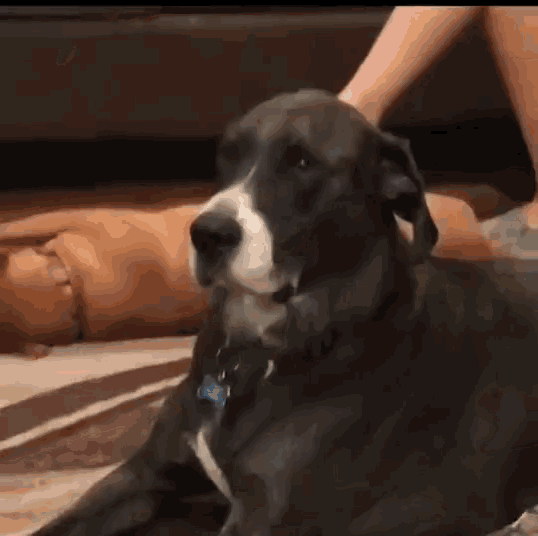 Funny Animals Dog GIF - Funny Animals Dog Eye Roll - Discover & Share GIFs
