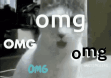 Omg Shocked GIF - Omg Shocked Cat GIFs