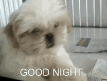 Good Night Dog GIFs | Tenor