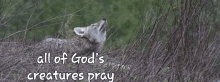 Coyote Prayer GIF - Coyote Prayer GIFs