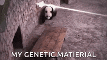 a panda bear is sitting on a wooden bench in a cage .