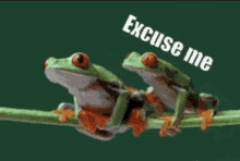 Frog Excuse Me GIF - Frog Excuse Me What GIFs