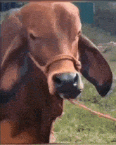 So Hungry I Could Eat A Cow GIF - So Hungry I Could Eat A Cow Cow Hungry GIFs