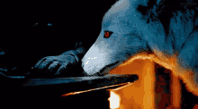 Jon Snow Wolf GIF - Jon Snow Wolf Dire Wolf GIFs