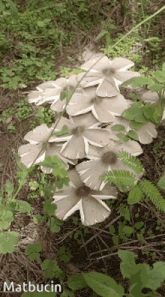 a bunch of mushrooms are growing in the dirt and the name matbucin is on the bottom