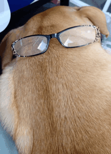 Dog Glasses GIF - Dog Glasses Brown GIFs