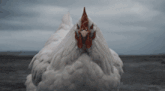 a white chicken with a red comb is looking at the camera