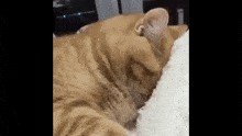 Cat Sleeping GIF - Cat Sleeping Waking Up GIFs