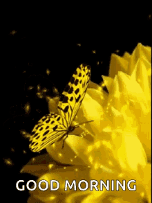 Yellow Butterfly GIF