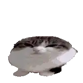a gray and white cat is sitting on a white background looking at the camera .