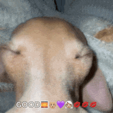 Balenciagaval Dog GIF - Balenciagaval Dog Sleeping GIFs