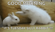 Cat Bunny GIF - Cat Bunny Smack GIFs