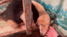 a person is holding a small animal in a cage .