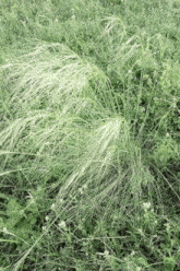 a field of tall grass with a few white flowers