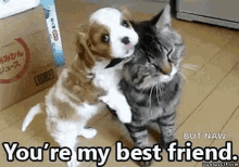 Friends Dog GIF - Friends Dog Cat GIFs