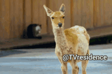 Deer Tvresidence GIF - Deer Tvresidence Animals GIFs