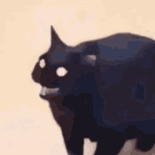 Cat Meme GIF - Cat Meme Black GIFs