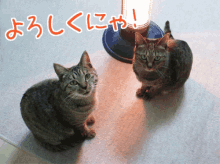 宜しく　よろしく　猫　ネコ　ねこ GIF - Cute Cat Friends Bff GIFs