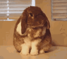 兔子 可爱 洗脸 GIF