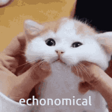 Echonomical Echosystem GIF - Echonomical Echosystem Echo GIFs