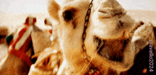 Camel Chewing GIF - Camel Chewing Chew GIFs