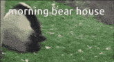 a skunk is standing in the grass with the words morning bear house written on the bottom .