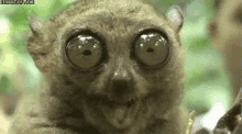 Big Eyes GIF - Tarsier Big Eyes Lemur GIFs