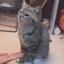a cat with a tag that says m on it is being petted