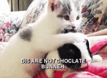 Confused Kitty. GIF - Chocolate GIFs