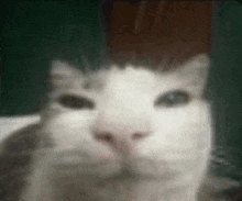 a close up of a cat 's face looking at the camera .