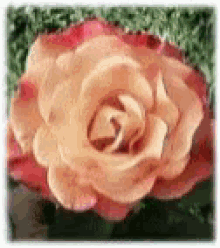 Rose Flower GIF - Rose Flower Flowers GIFs