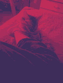 Rem Cat GIF - Rem Cat Sleep GIFs