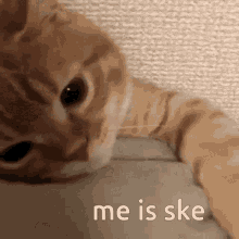 Me Is Ske Ske GIF - Me Is Ske Ske GIFs
