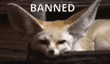 Fennec Fox GIF - Fennec Fox Banned GIFs