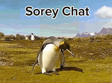 a penguin standing in a field with the words sorey chat written above it