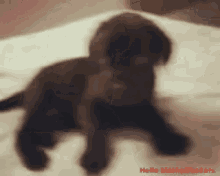 a puppy is laying on a bed with the words hello motherfuckers on the bottom right