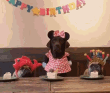 happy birthday cute lab