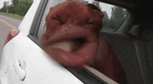 a brown dog sticking its head out of a car window .