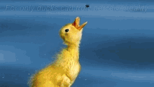 Reality Ducks GIF - Reality Ducks Glorious GIFs