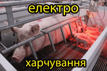 свинья свинка GIF - свинья свинка электро GIFs