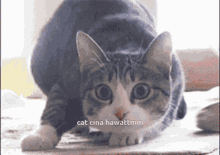 Cat Cina Hawattmm GIF - Cat Cina Hawattmm GIFs