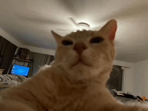 Guh Huh GIF - Guh Huh Cat - Discover & Share GIFs