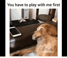 Funny Animals You Have To Play With Me First GIF