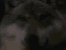 a close up of a wolf 's face with its eyes closed